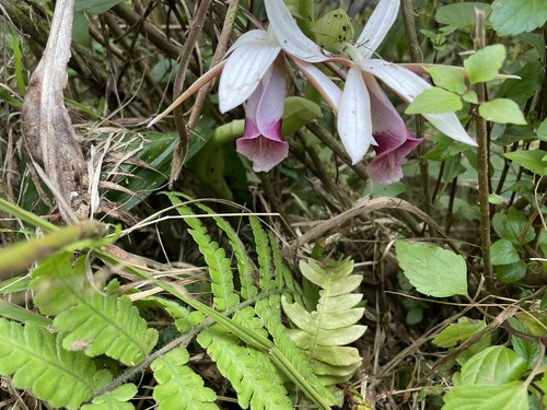 Foto de Orquídea-tanque
