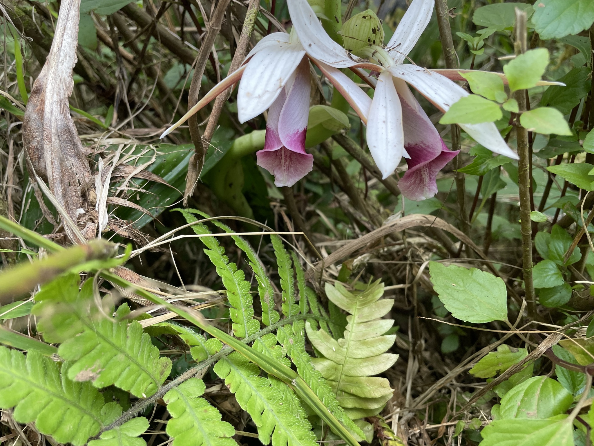 Imagem de Orquídea-tanque