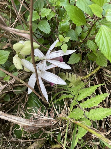 Foto de Orquídea-tanque