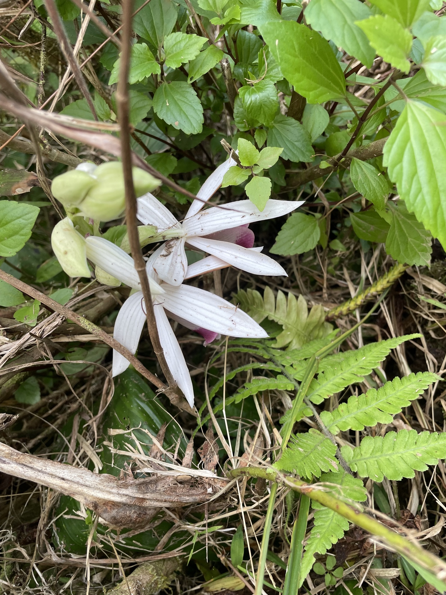 Imagem de Orquídea-tanque