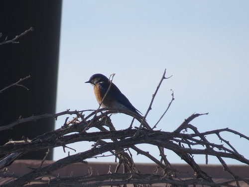 Western Bluebird photographed in Nevada