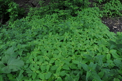 Impatiens parviflora