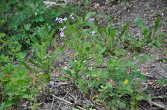 Hesperis pycnotricha