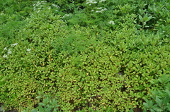 Impatiens glandulifera