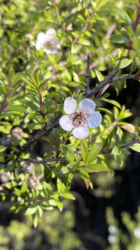 Foto de Manuka