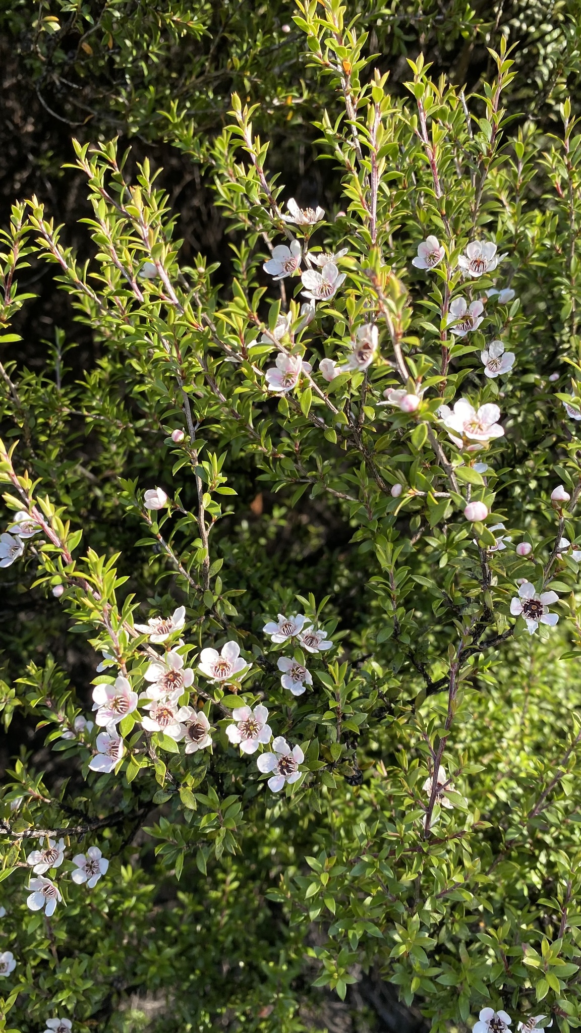 Imagem de Manuka