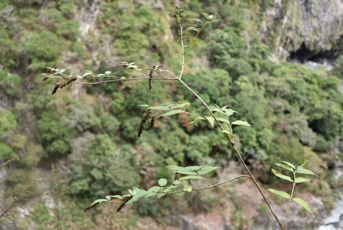 Buddleja curviflora iNat (3)