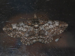 Cleora alienaria