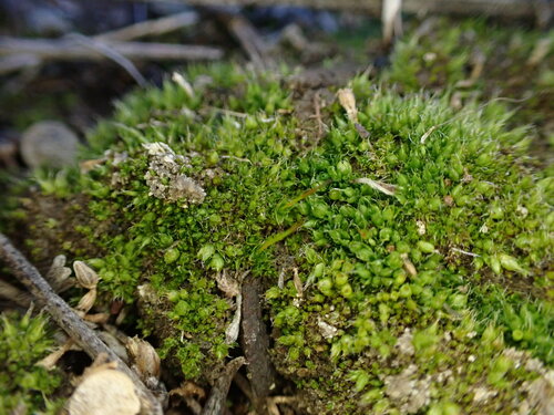 Image of Pterygoneurum kozlovii by (c) Chris Fluit, some rights reserved (CC BY)