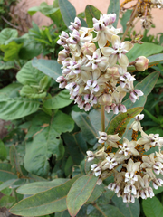 Asclepias glaucescens