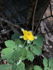 Chelidonium majus
