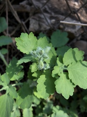 Chelidonium majus