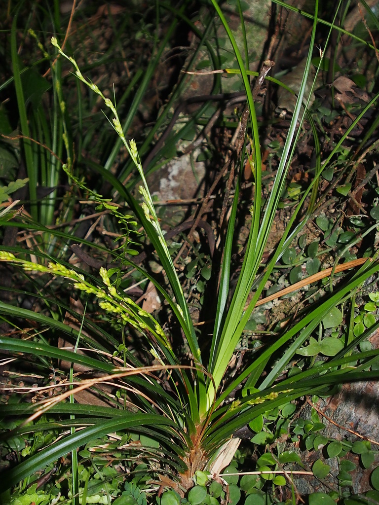 Carex sect. Cryptostachyae
