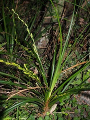 Carex cryptostachys