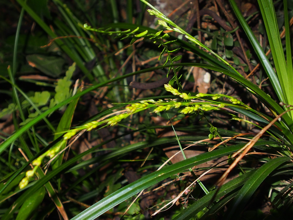 Lesser Sedge