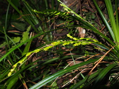 Carex cryptostachys