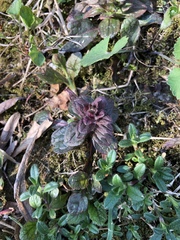 Ajuga reptans