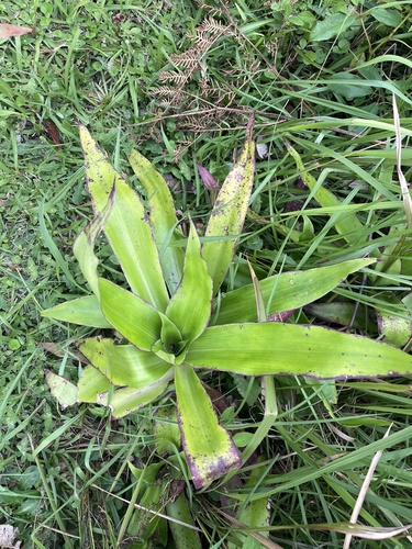 Foto de Planta de cesta