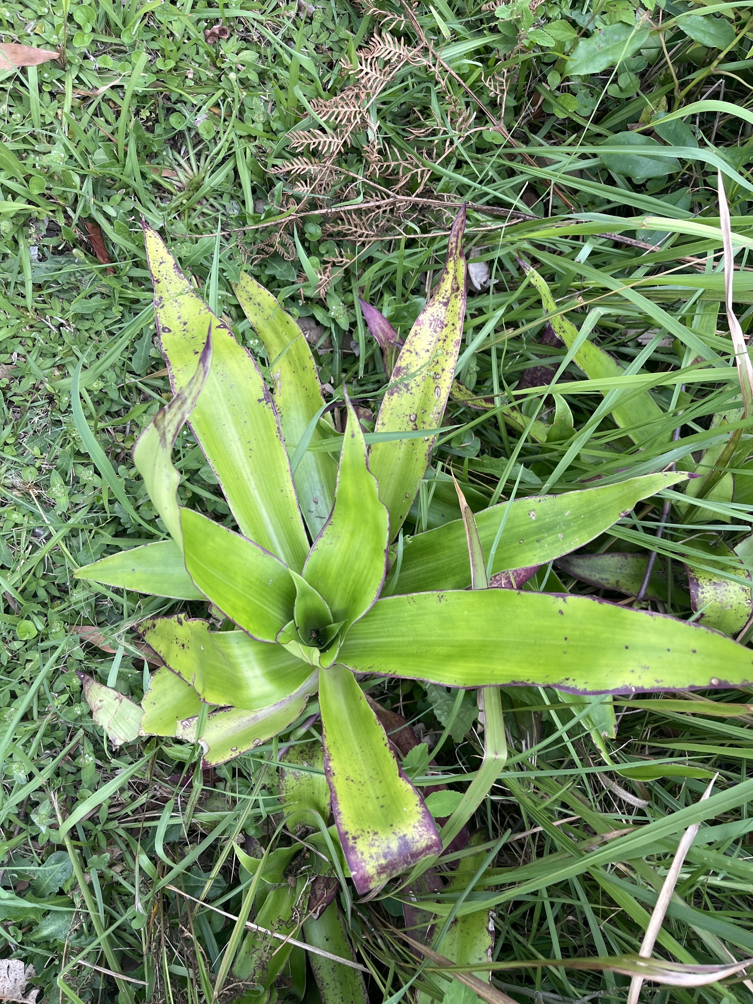 Imagem de Planta de cesta
