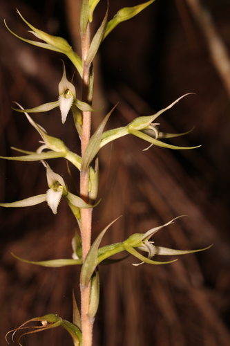 Image of Eltroplectris calcarata by (c) Scott Ward, some rights reserved (CC BY)
