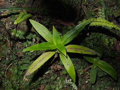 Hedyotis acutangula