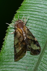 Ophiocordycipitaceae