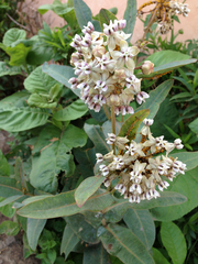 Asclepias glaucescens