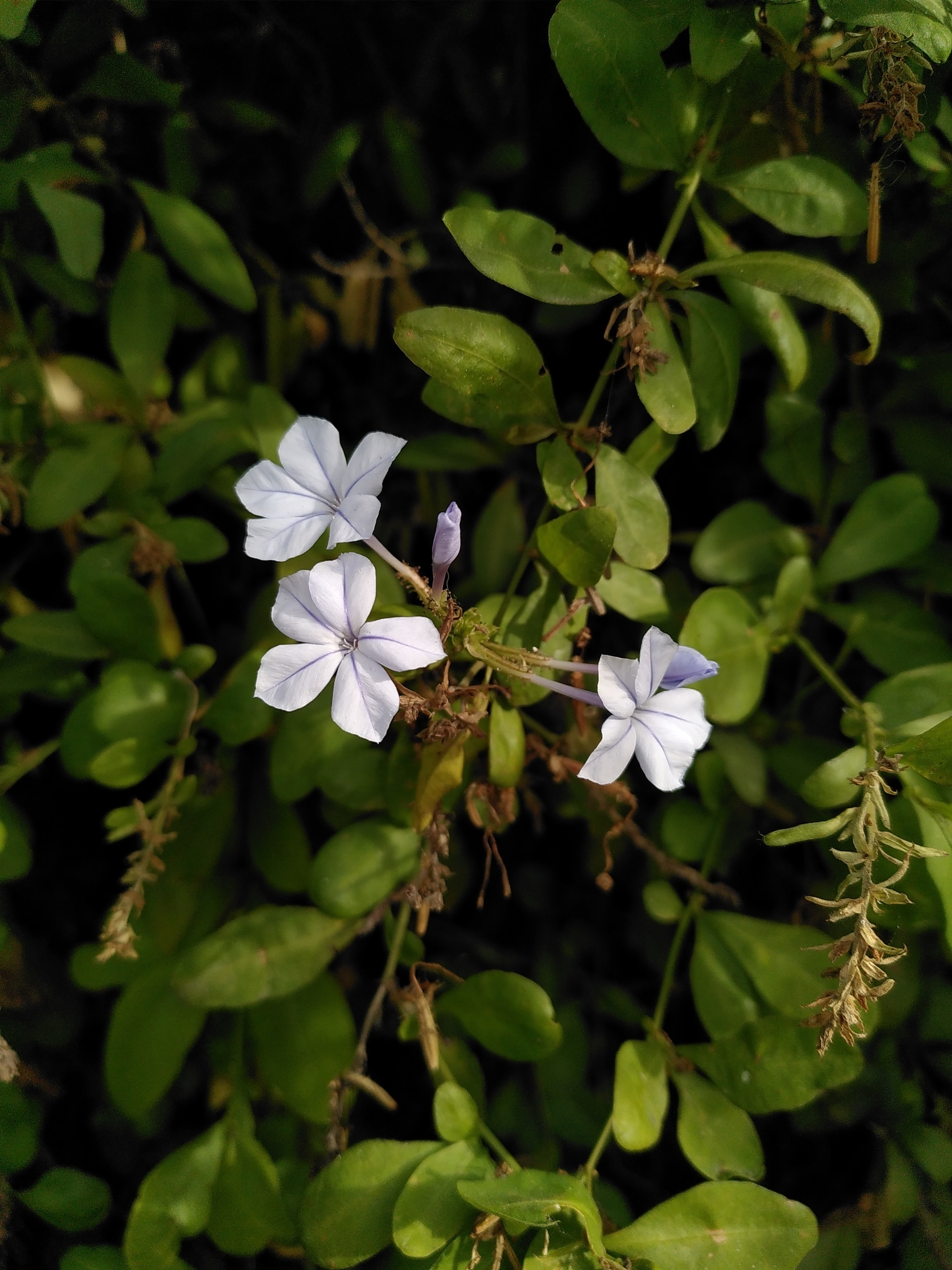 Imagem de Jasmim-azul