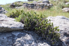 Tridactyle bicaudata rupestris
