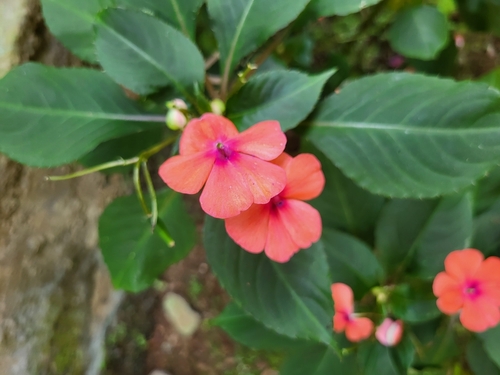 Foto de Maria-sem-vergonha