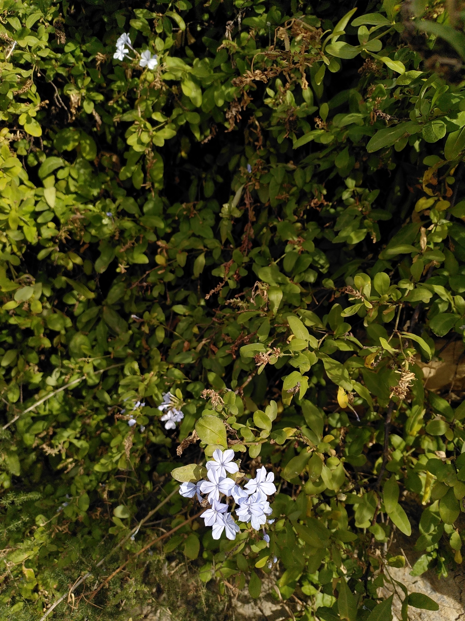 Imagem de Jasmim-azul
