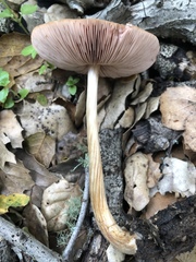 Pluteus roseipes