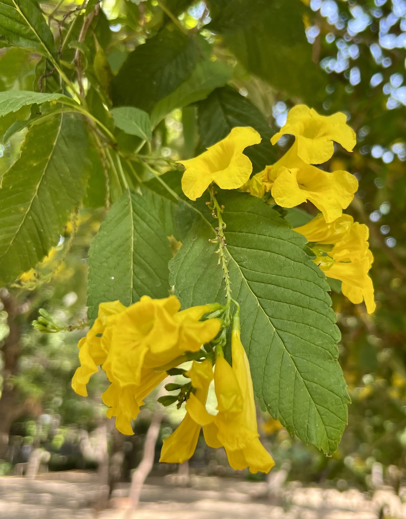 Imagem de Ipê-de-jardim