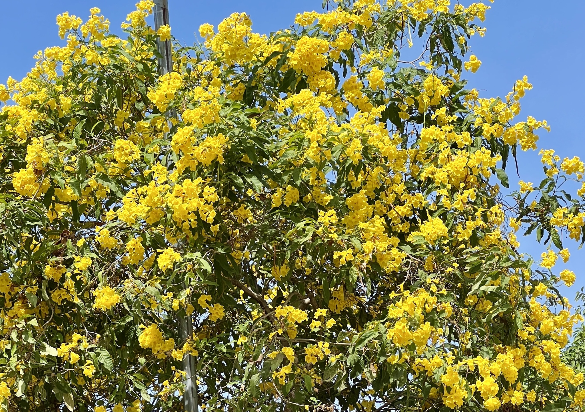 Imagem de Ipê-de-jardim