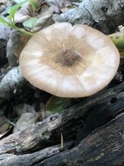 Pluteus roseipes