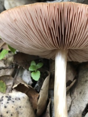 Pluteus roseipes