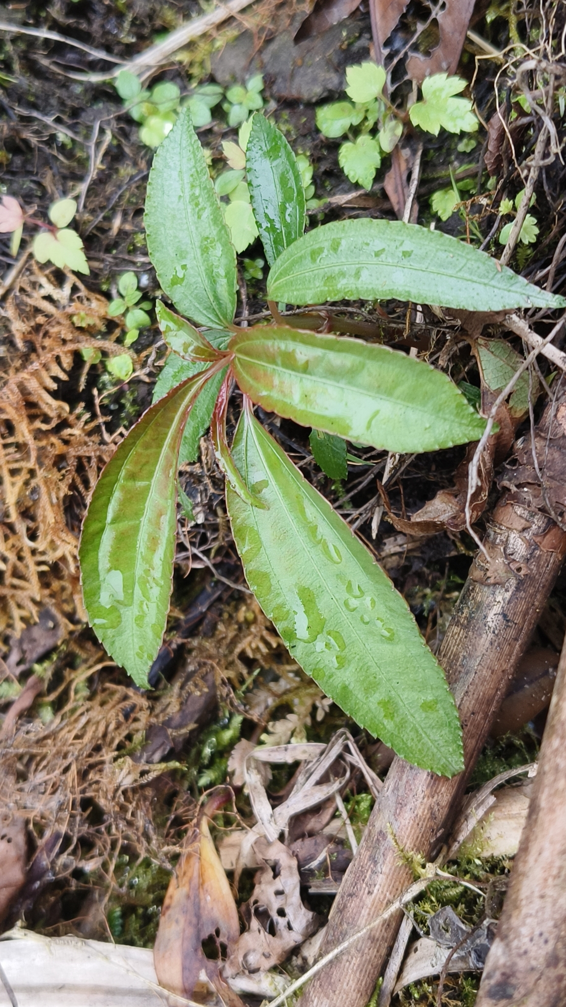 Imagem de Planta-moeda