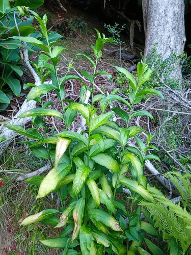 Cestrum nocturnum