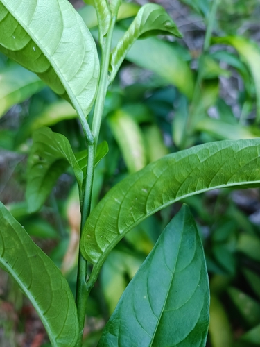 Cestrum nocturnum