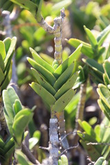 Tridactyle bicaudata rupestris
