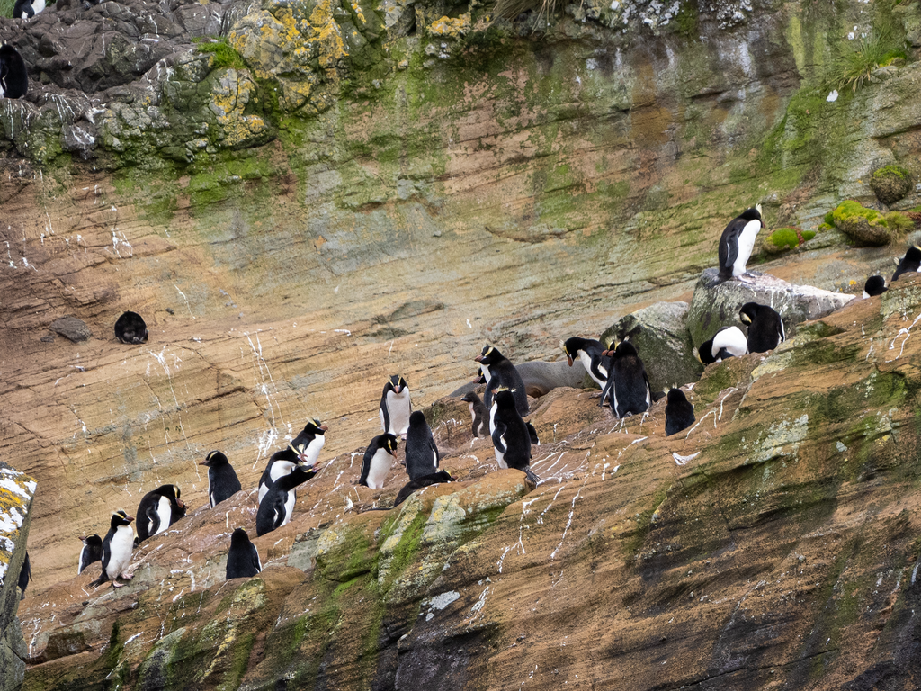 Erect-crested penguins scattered over a steep rock face on Antipodes Island