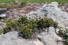 Tridactyle bicaudata rupestris