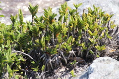 Tridactyle bicaudata rupestris