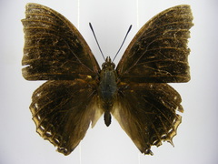 Charaxes cedreatis