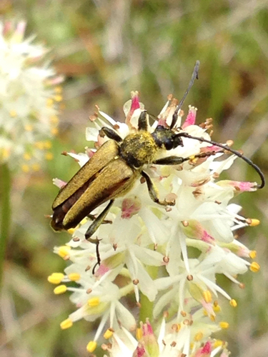 iNaturalist observation photo of Yellow Velvet Beetle