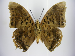 Charaxes cedreatis