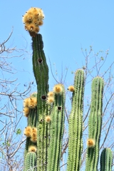 Pachycereus