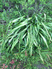 Chlorogalum pomeridianum divaricatum