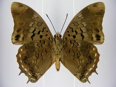 Charaxes cedreatis