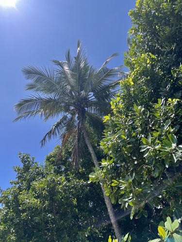 Foto de Coqueiro